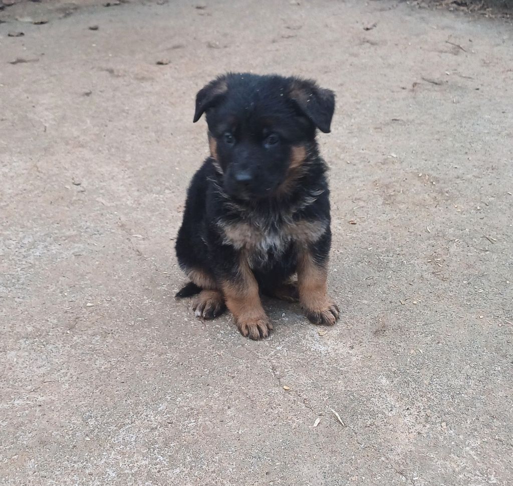 du Domaine de la Phoenix Doree - Chiot disponible  - Berger Allemand