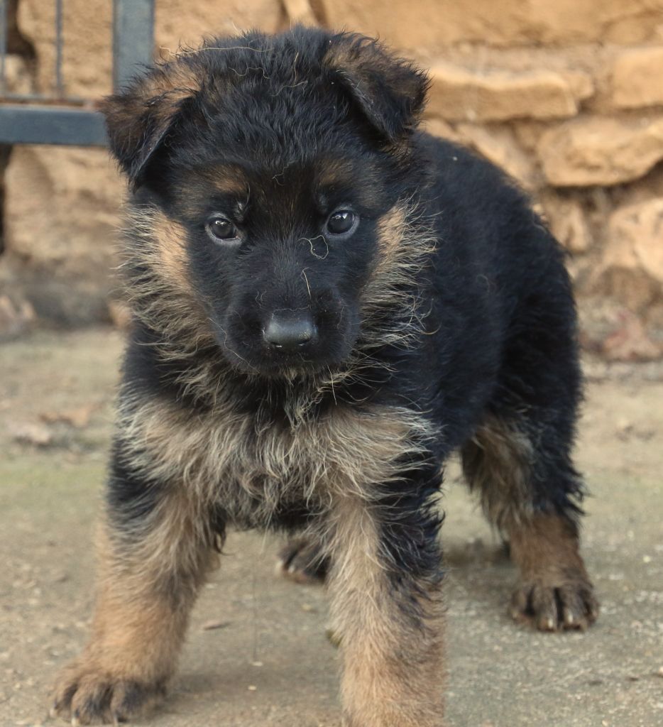 du Domaine de la Phoenix Doree - Chiot disponible  - Berger Allemand