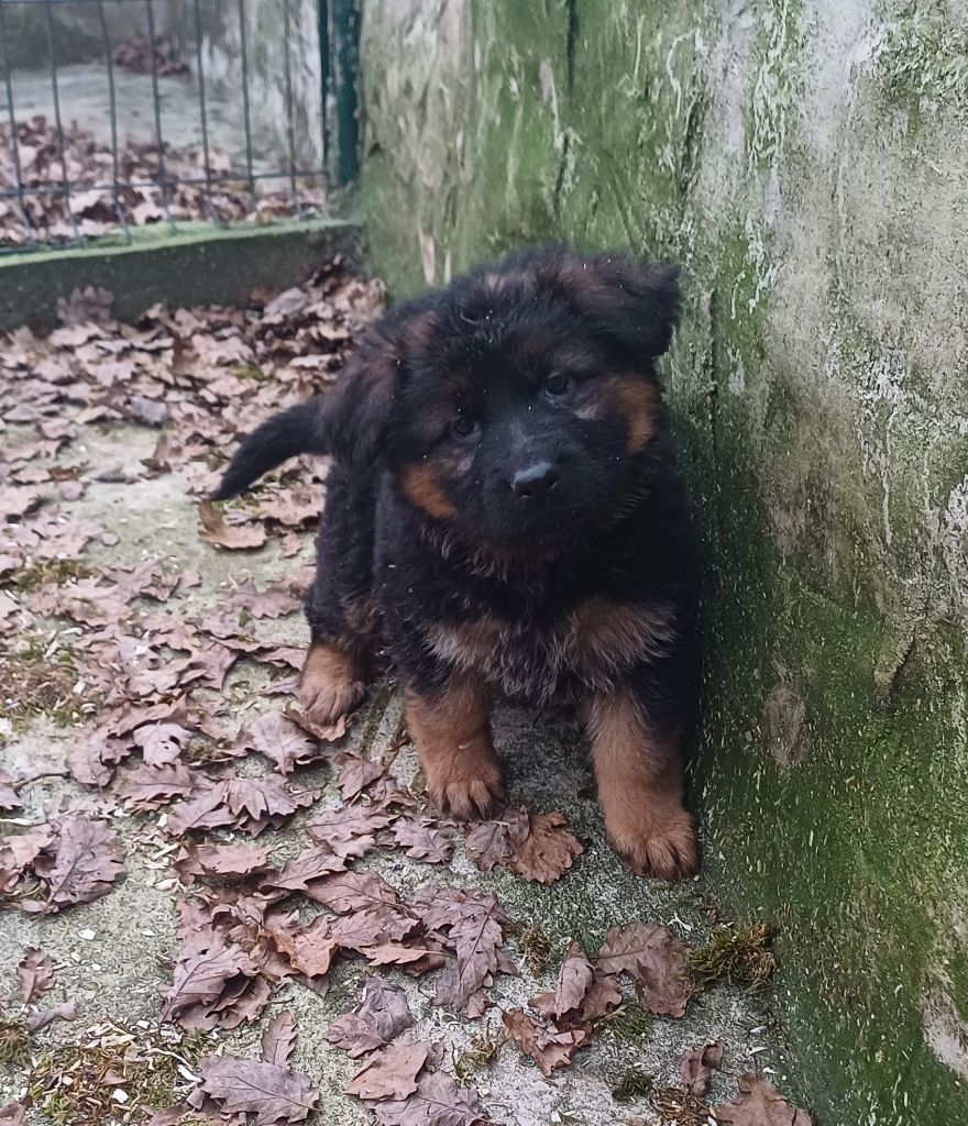 du Domaine de la Phoenix Doree - Chiot disponible  - Berger Allemand