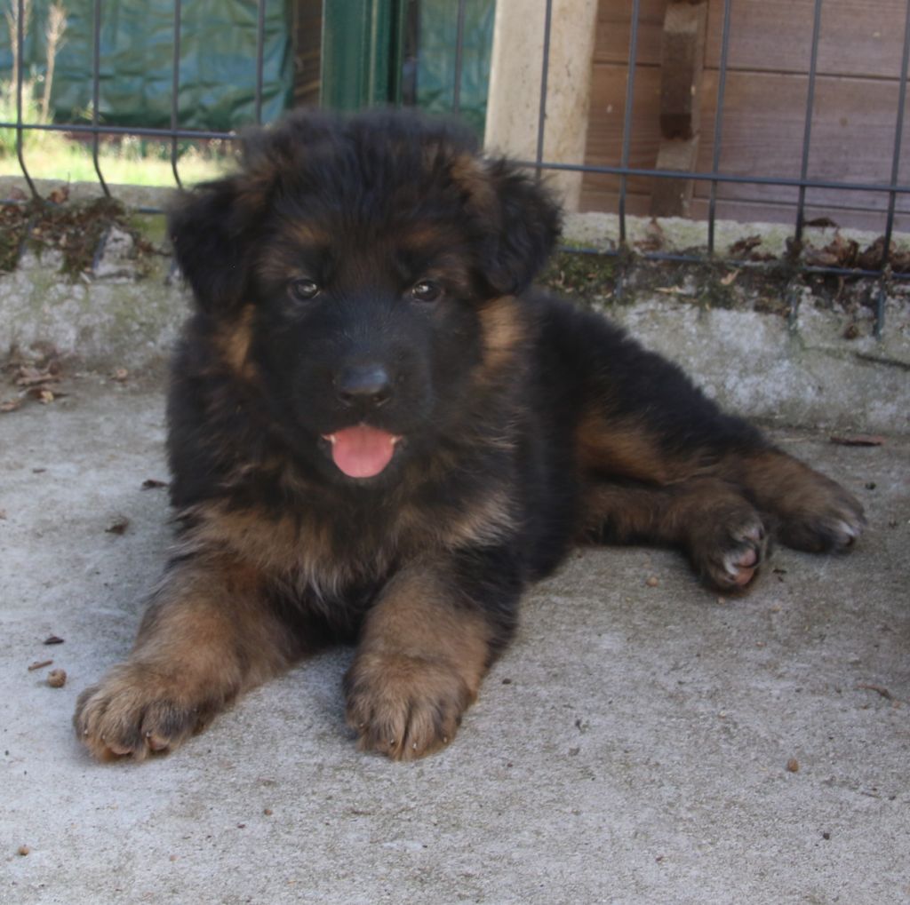 du Domaine de la Phoenix Doree - Chiot disponible  - Berger Allemand Poil Long