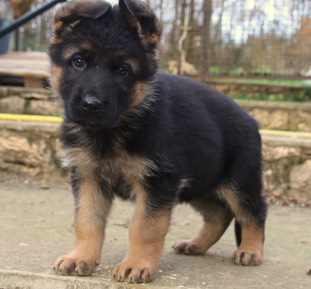 du Domaine de la Phoenix Doree - Chiot disponible  - Berger Allemand