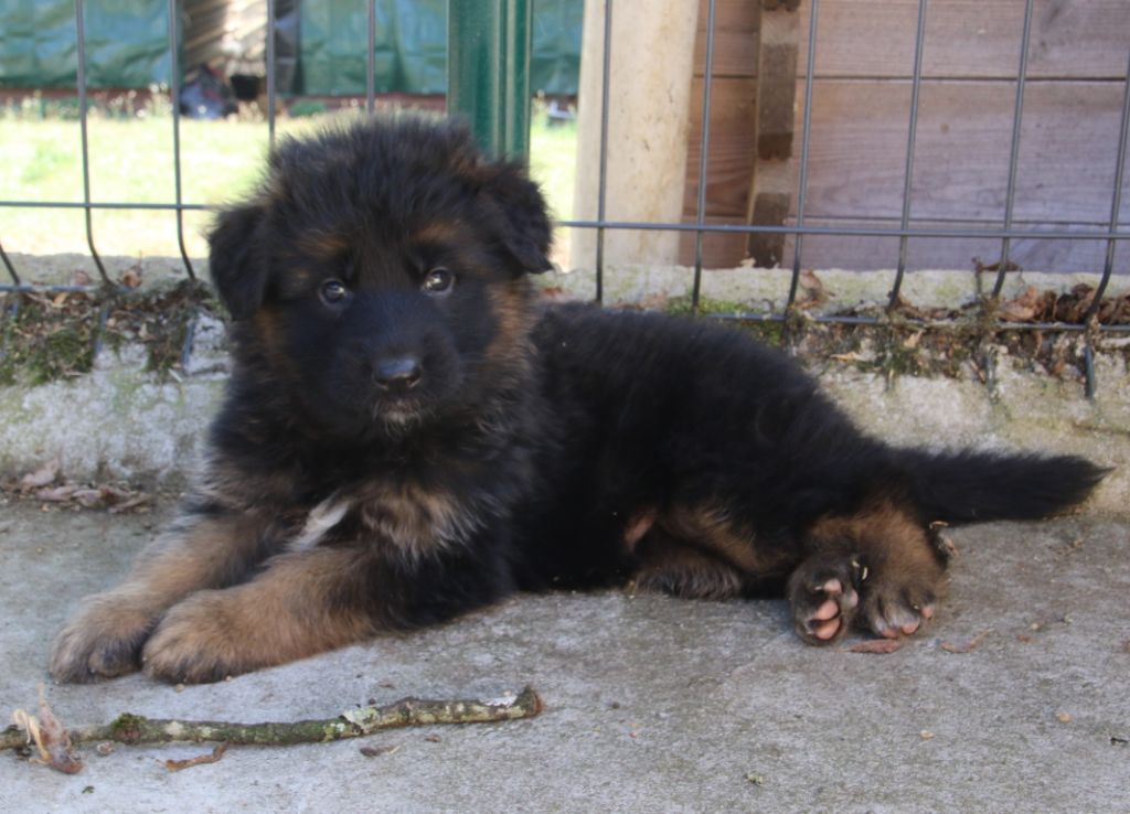 du Domaine de la Phoenix Doree - Chiot disponible  - Berger Allemand Poil Long