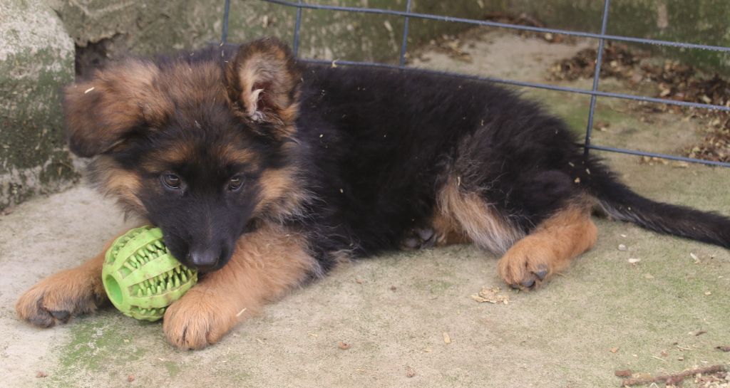 du Domaine de la Phoenix Doree - Chiot disponible  - Berger Allemand Poil Long