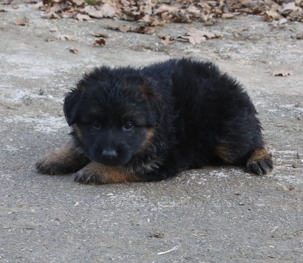 du Domaine de la Phoenix Doree - Chiot disponible  - Berger Allemand