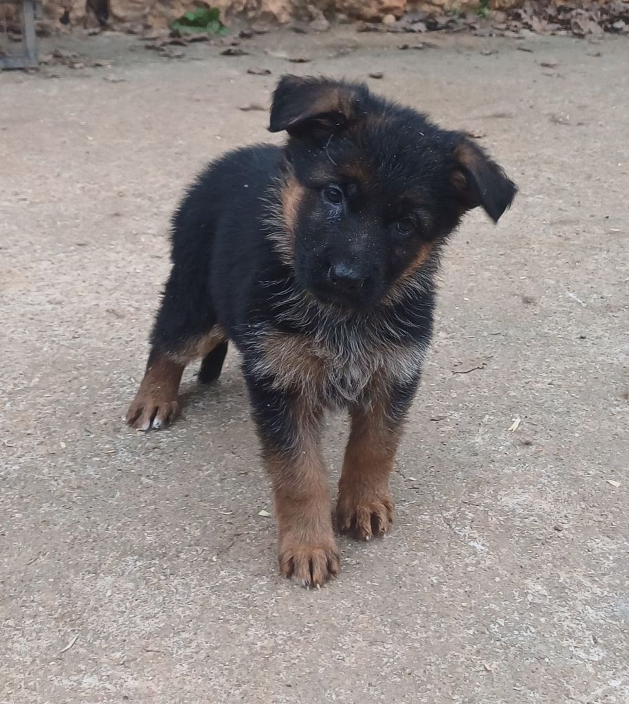 du Domaine de la Phoenix Doree - Chiot disponible  - Berger Allemand