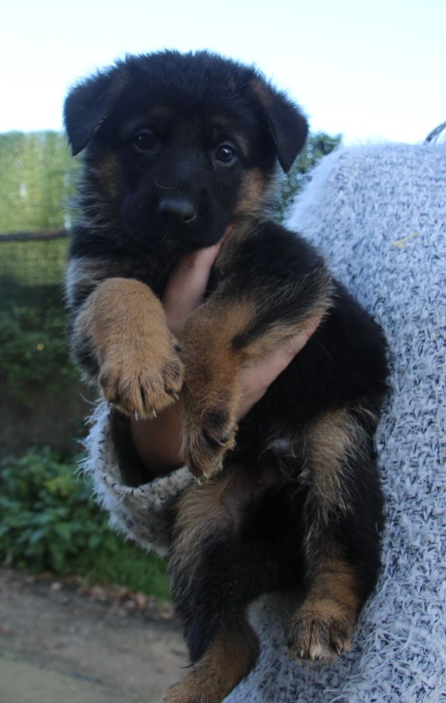 du Domaine de la Phoenix Doree - Chiot disponible  - Berger Allemand