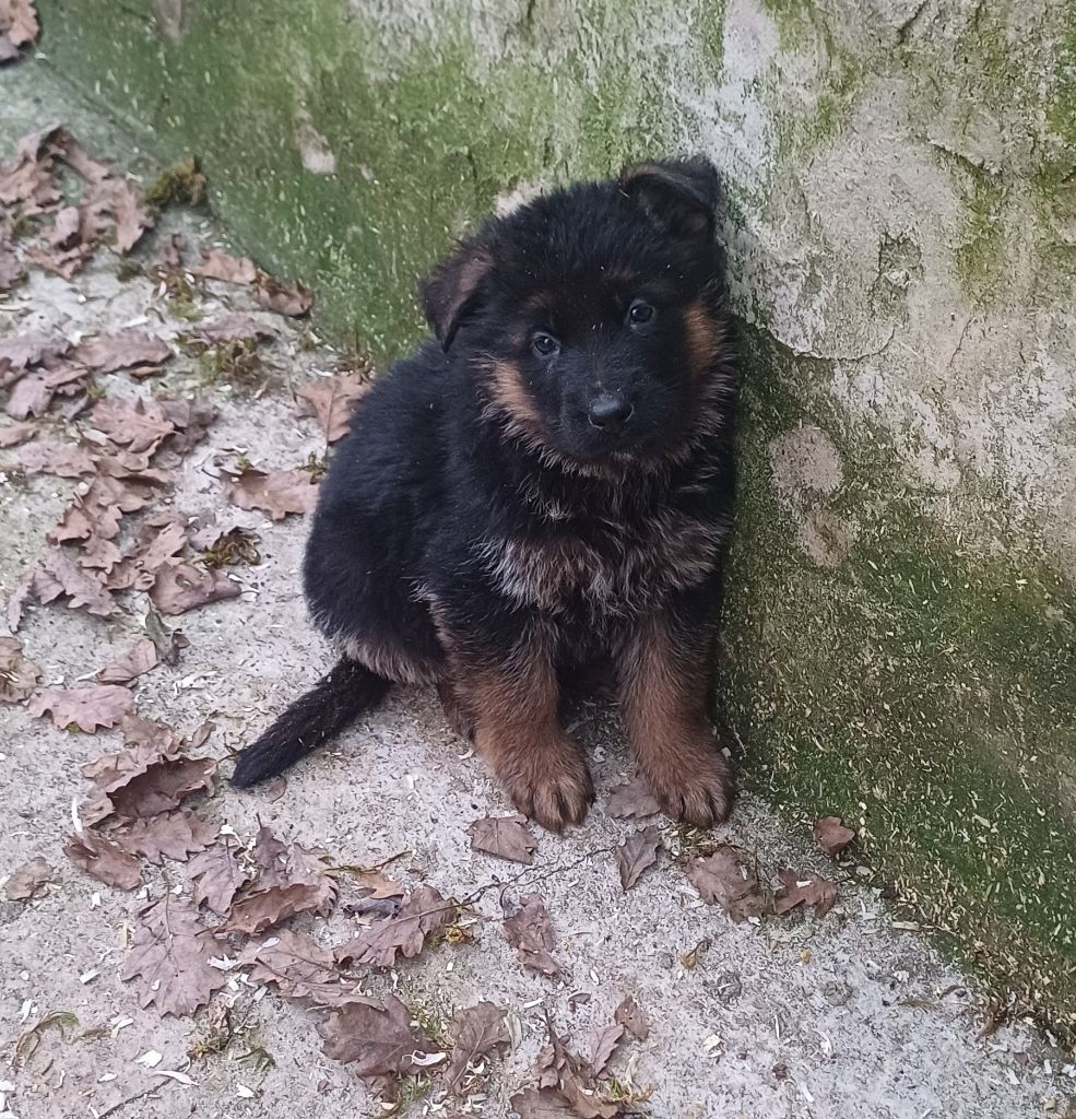 du Domaine de la Phoenix Doree - Chiot disponible  - Berger Allemand