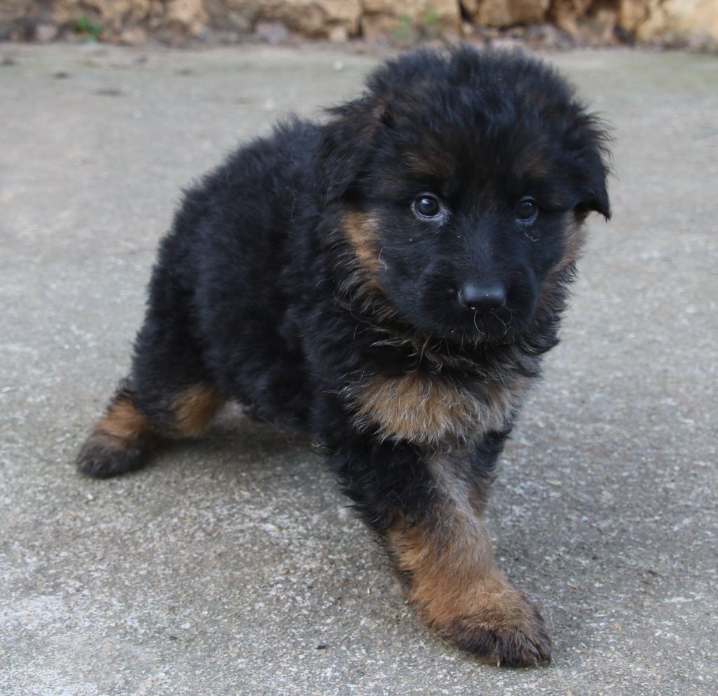 du Domaine de la Phoenix Doree - Chiot disponible  - Berger Allemand