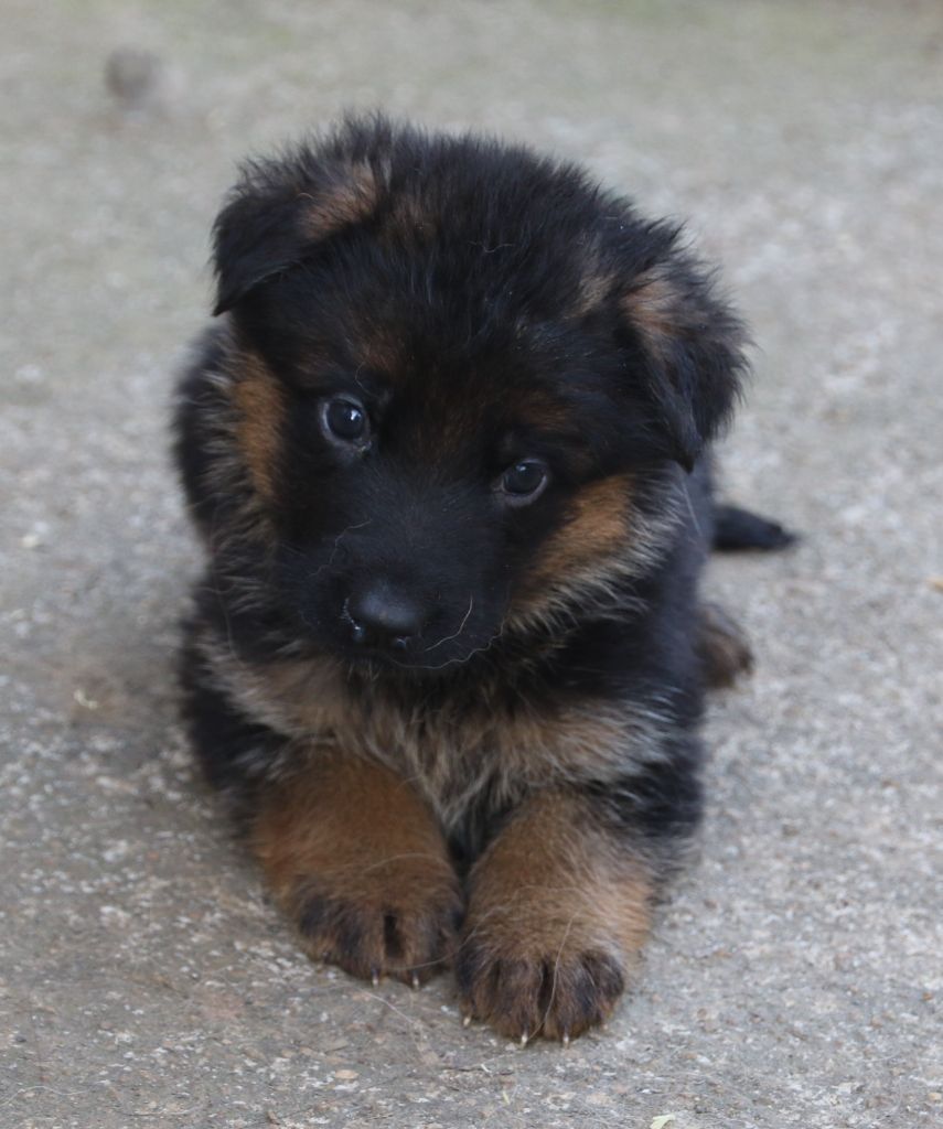 du Domaine de la Phoenix Doree - Chiot disponible  - Berger Allemand