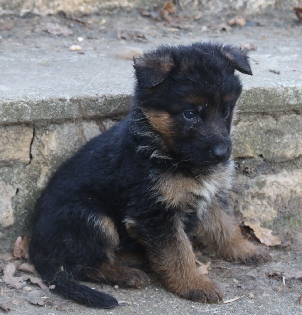 du Domaine de la Phoenix Doree - Chiot disponible  - Berger Allemand