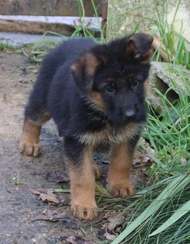 du Domaine de la Phoenix Doree - Chiot disponible  - Berger Allemand