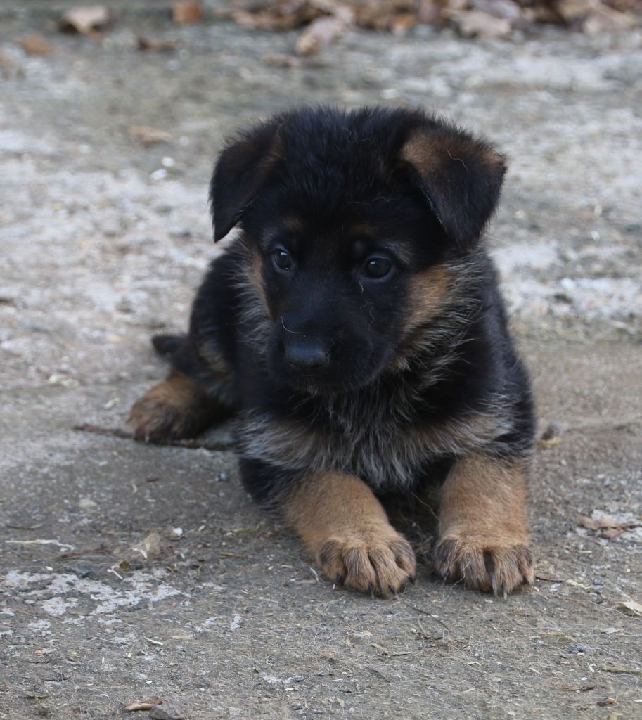 du Domaine de la Phoenix Doree - Chiot disponible  - Berger Allemand