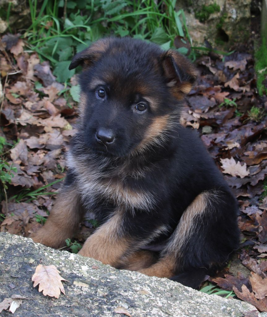 du Domaine de la Phoenix Doree - Chiot disponible  - Berger Allemand