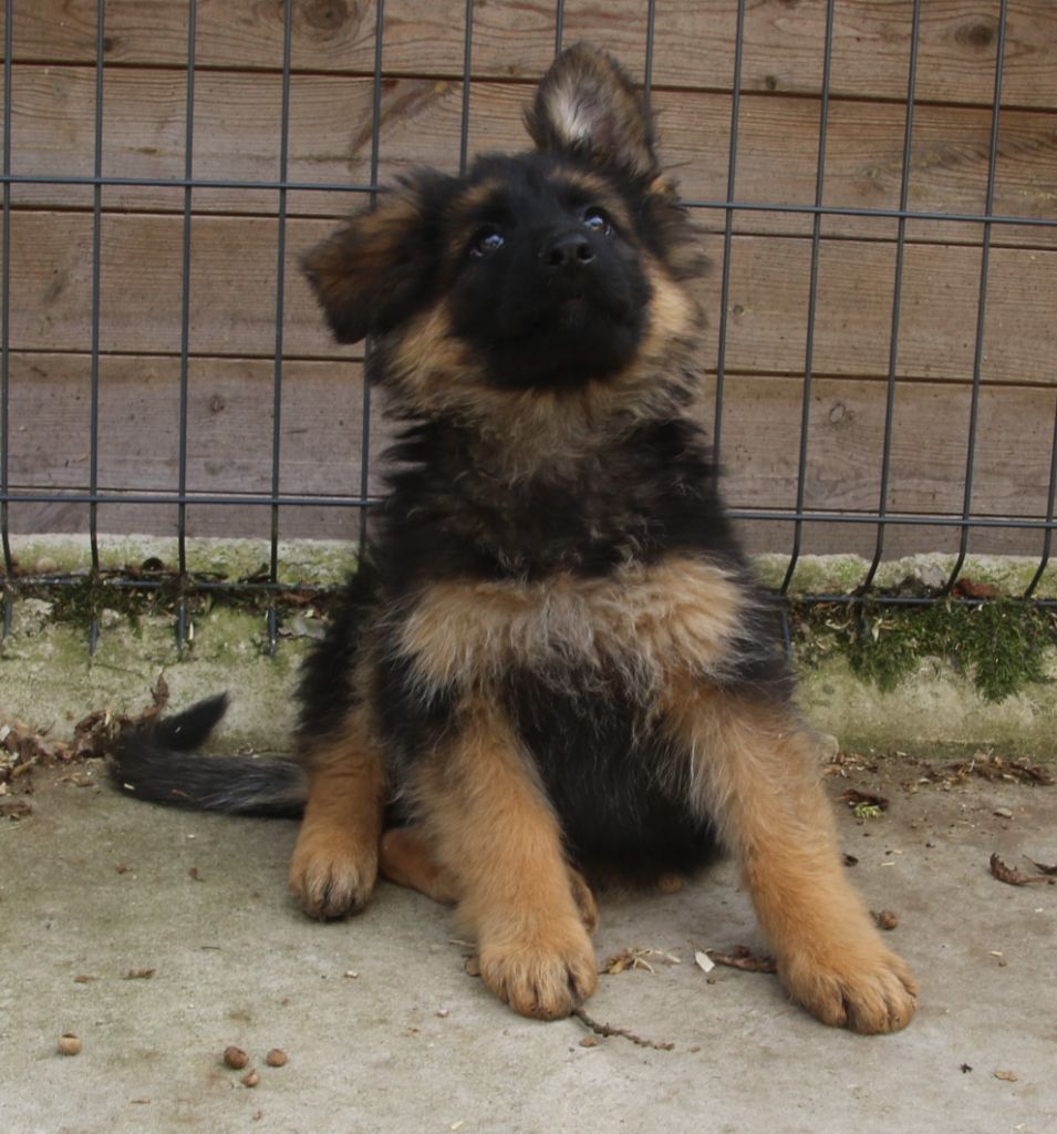 du Domaine de la Phoenix Doree - Chiot disponible  - Berger Allemand Poil Long