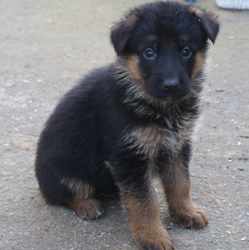 du Domaine de la Phoenix Doree - Chiot disponible  - Berger Allemand