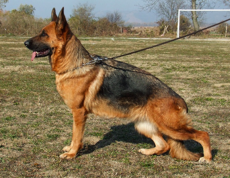 Garca topolovnicka