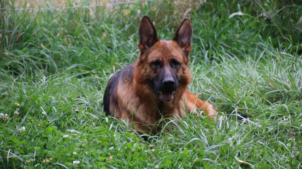 Indiana du domaine de janasse