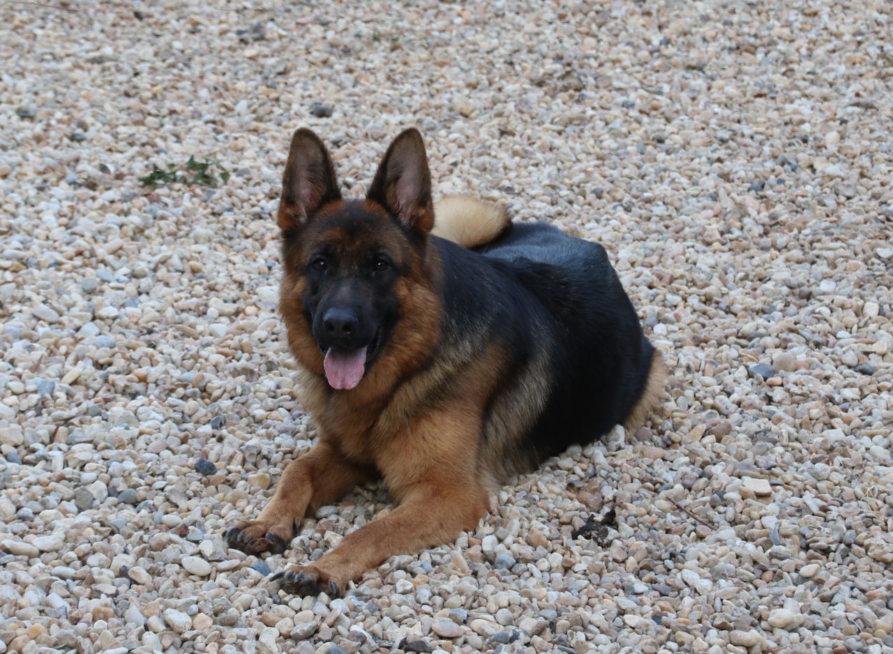 Nikita du Domaine de la Phoenix Doree