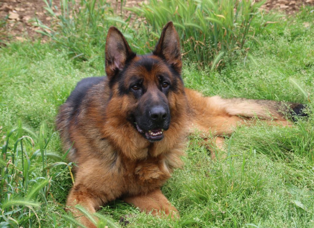 Saro val de la houee