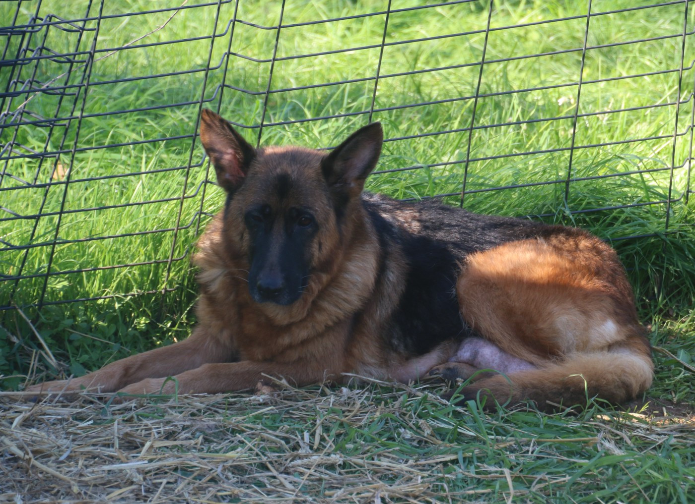 Rosée de la Cité d'Emeraude