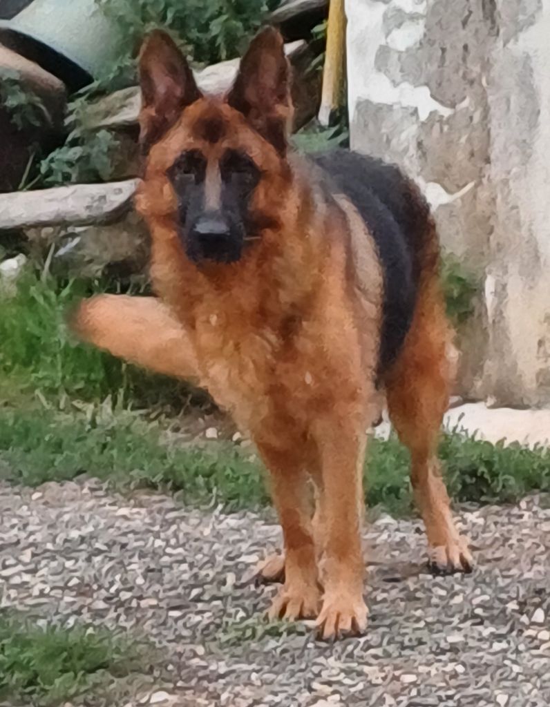 Rosée de la Cité d'Emeraude