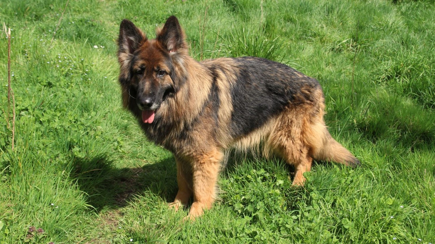 PALOMA du Domaine de la Phoenix Doree