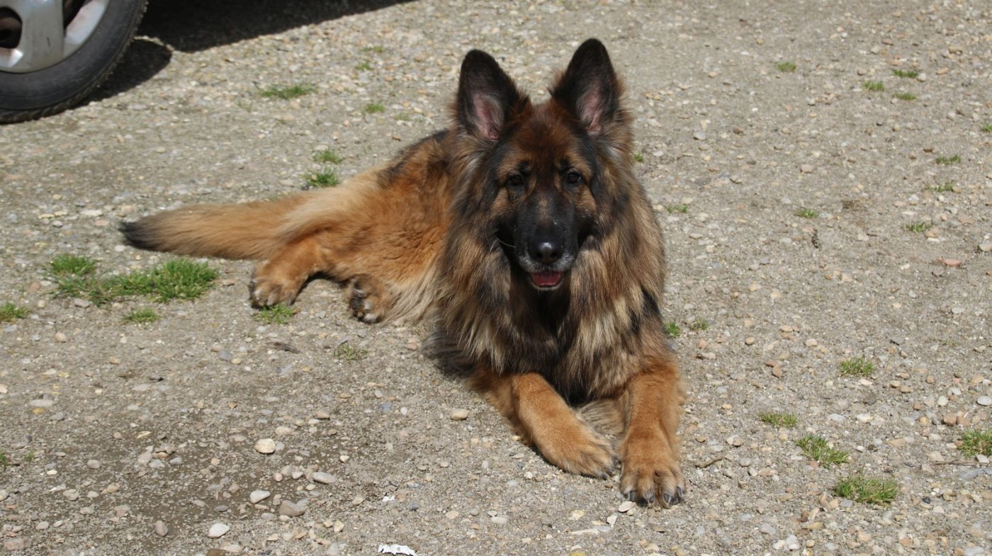 PALOMA Du Domaine De La Phoenix Dorée