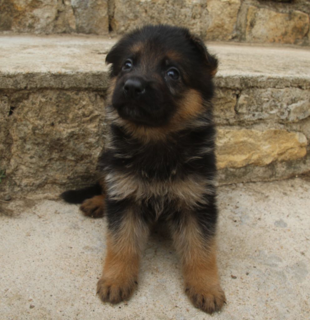 du Domaine de la Phoenix Doree - Chiots disponibles - Berger Allemand
