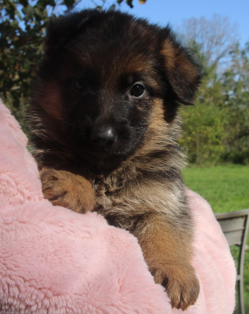 du Domaine de la Phoenix Doree - Chiots disponibles - Berger Allemand