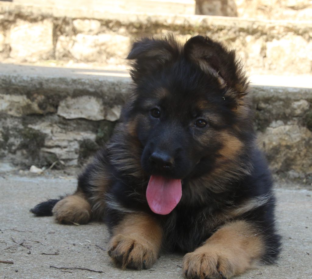 du Domaine de la Phoenix Doree - Chiots disponibles - Berger Allemand Poil Long