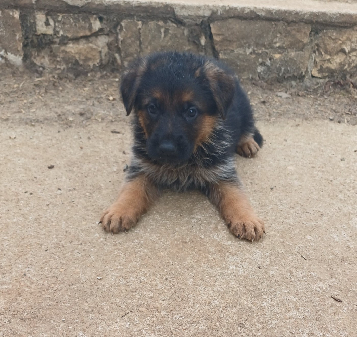 du Domaine de la Phoenix Doree - Chiots disponibles - Berger Allemand