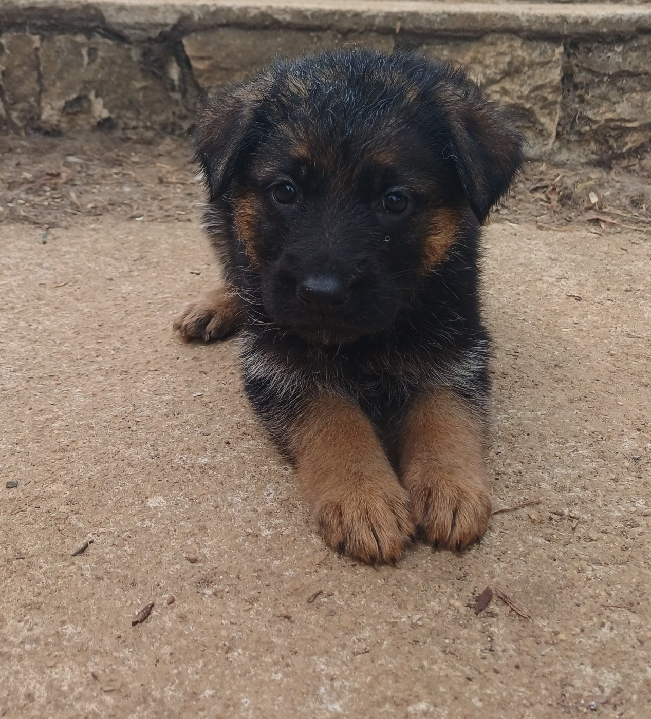 Du Domaine De La Phoenix Dorée - Chiots disponibles - Berger Allemand