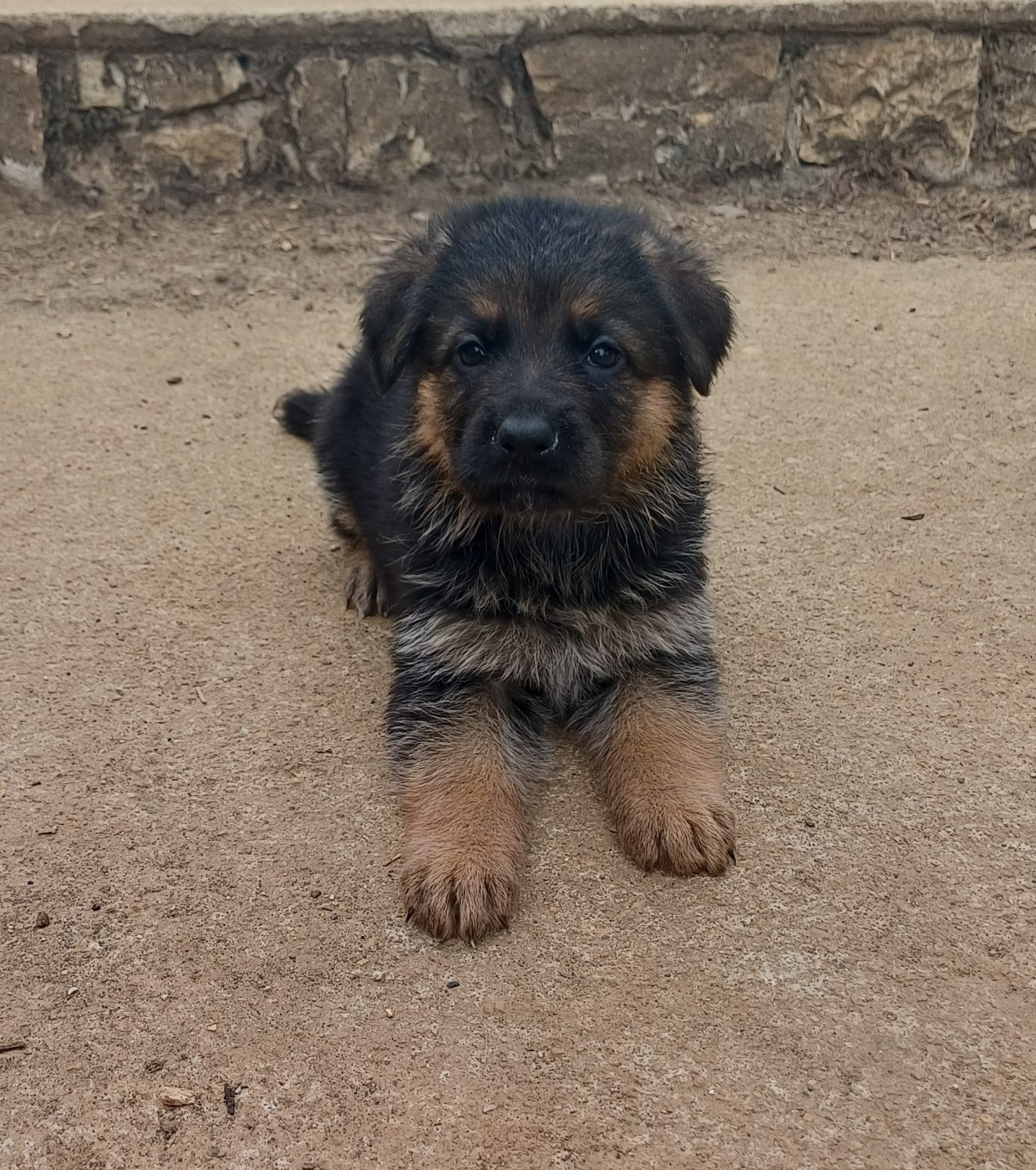 Du Domaine De La Phoenix Dorée - Chiots disponibles - Berger Allemand