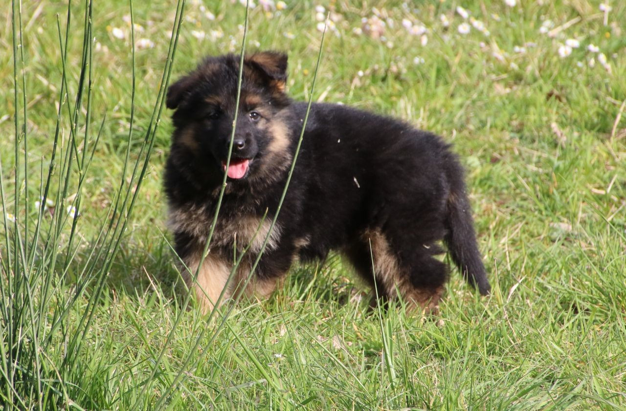 Du Domaine De La Phoenix Dorée - Chiots disponibles - Berger Allemand Poil Long