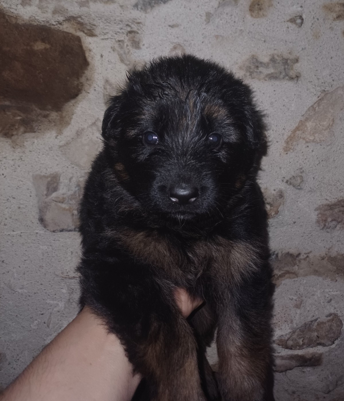 Du Domaine De La Phoenix Dorée - Chiots disponibles - Berger Allemand Poil Long