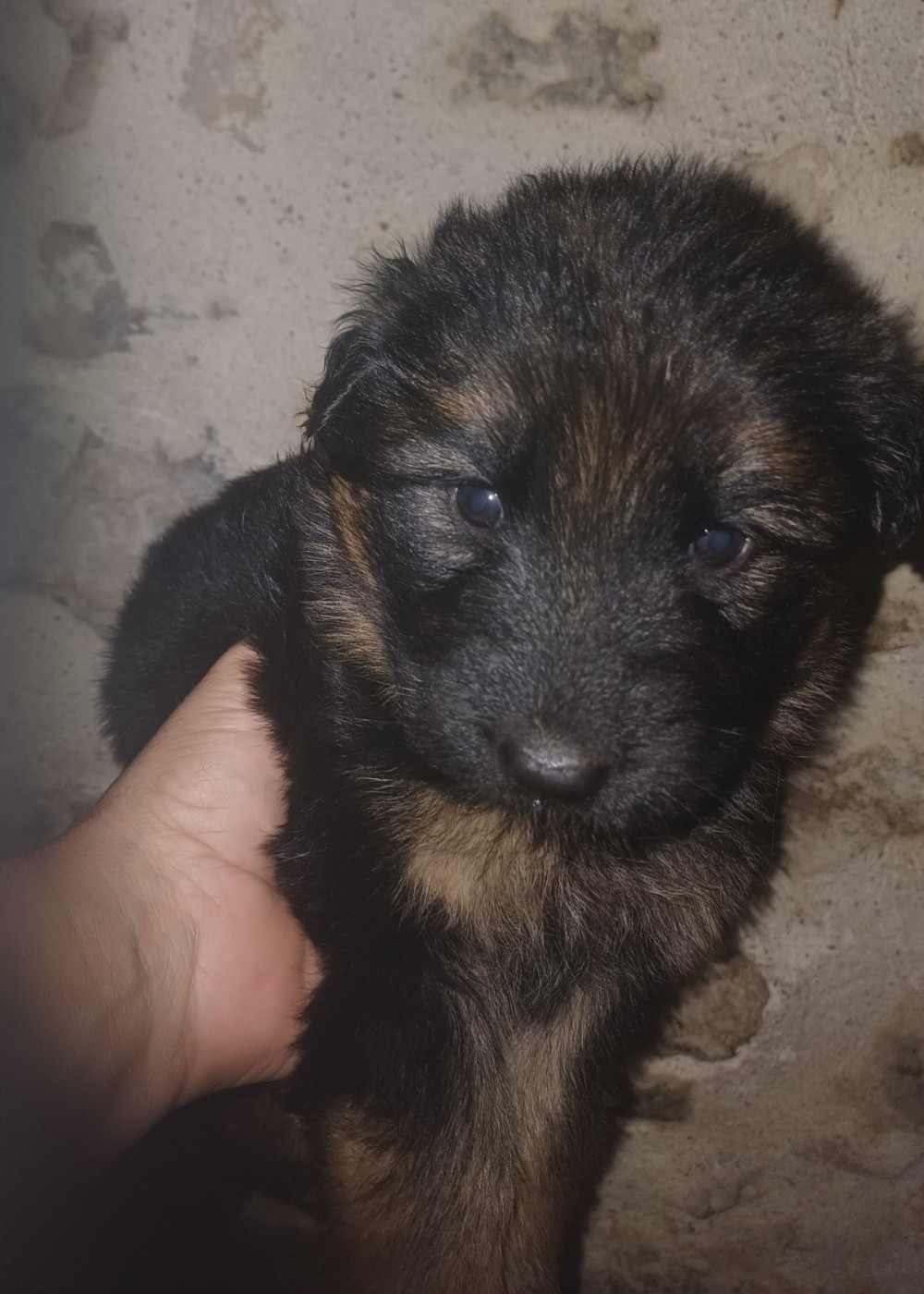 Du Domaine De La Phoenix Dorée - Chiots disponibles - Berger Allemand Poil Long