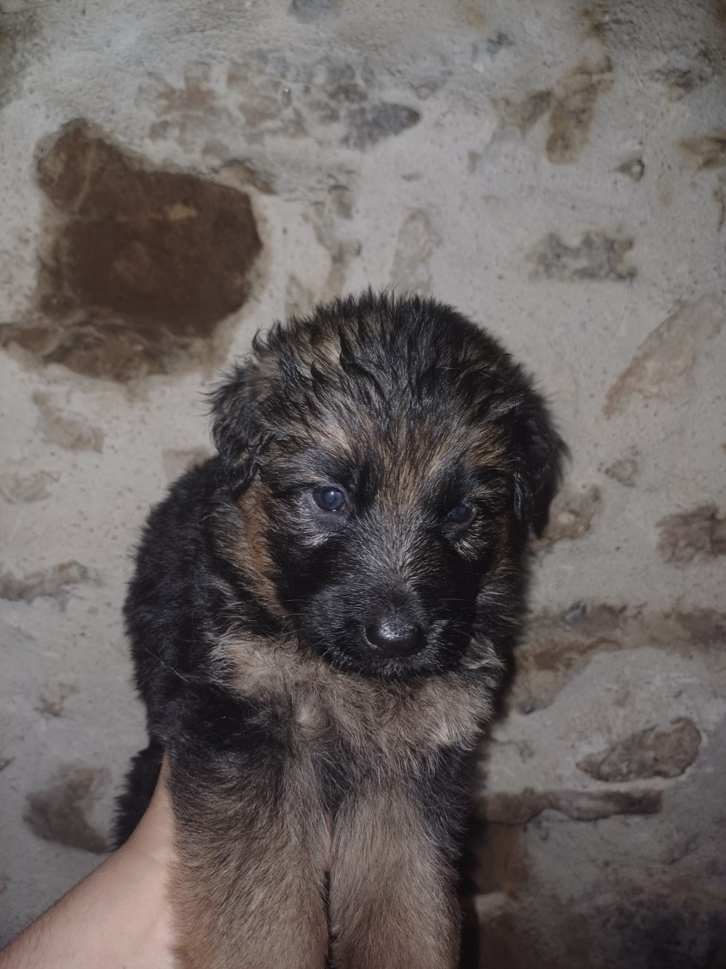 Du Domaine De La Phoenix Dorée - Chiots disponibles - Berger Allemand