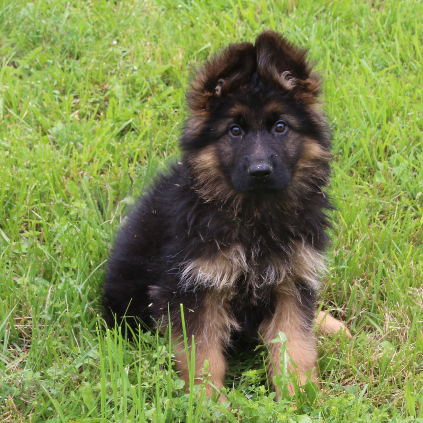 Du Domaine De La Phoenix Dorée - Chiots disponibles - Berger Allemand Poil Long
