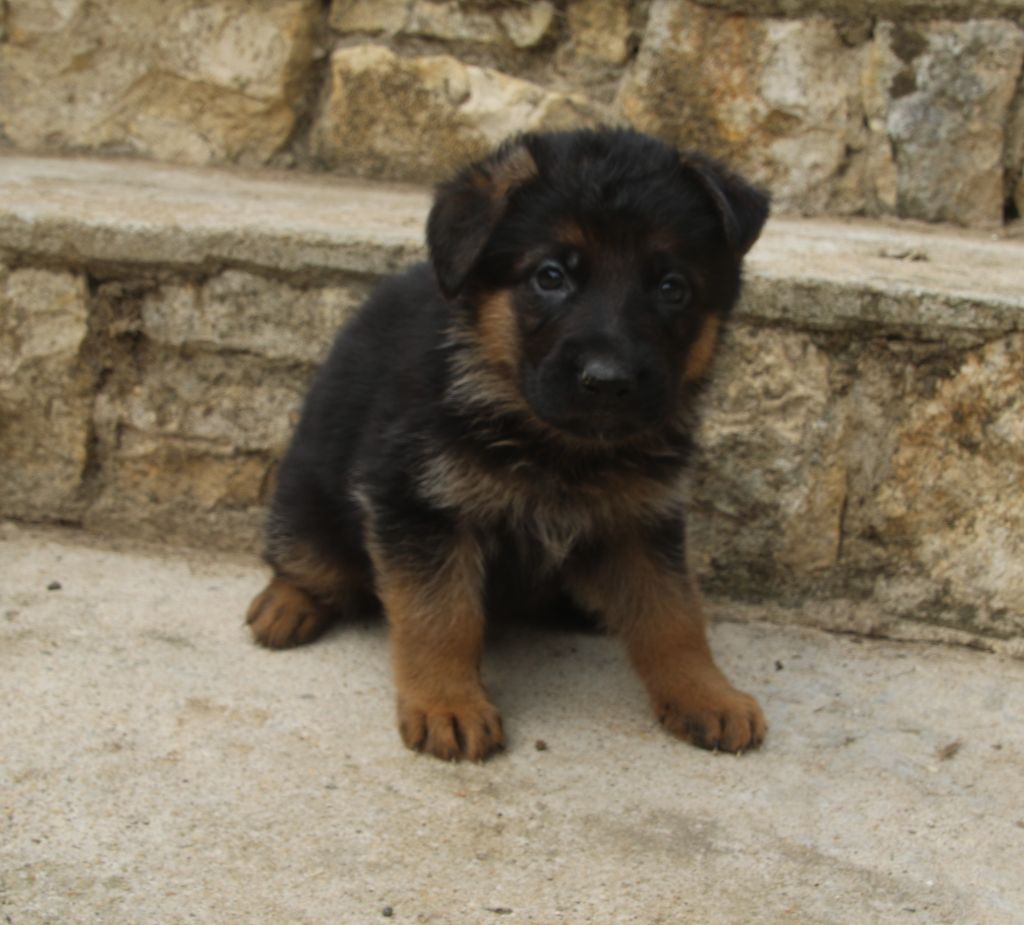 du Domaine de la Phoenix Doree - Chiots disponibles - Berger Allemand