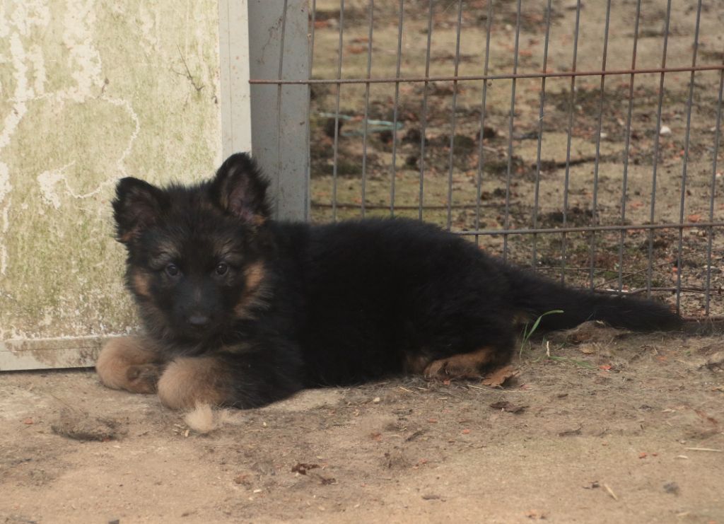du Domaine de la Phoenix Doree - Chiots disponibles - Berger Allemand Poil Long