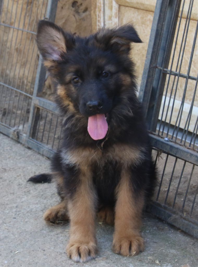 du Domaine de la Phoenix Doree - Chiots disponibles - Berger Allemand Poil Long