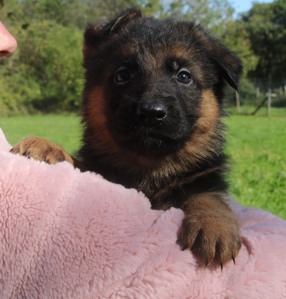 du Domaine de la Phoenix Doree - Chiots disponibles - Berger Allemand