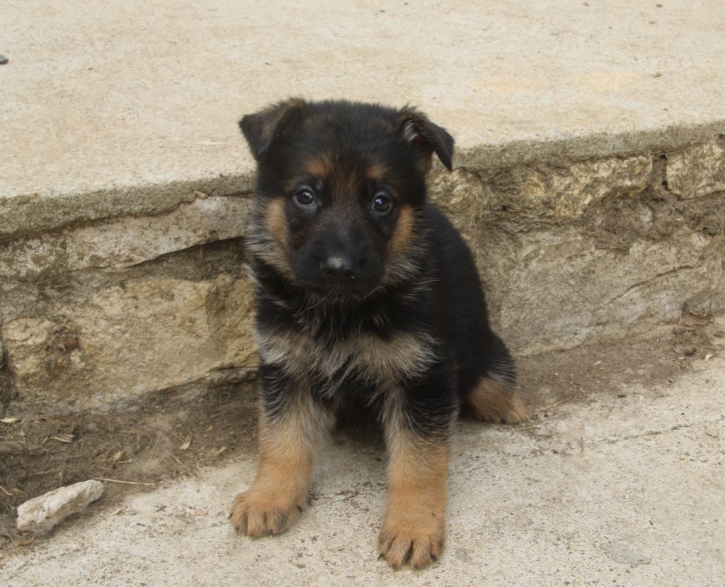 du Domaine de la Phoenix Doree - Chiots disponibles - Berger Allemand