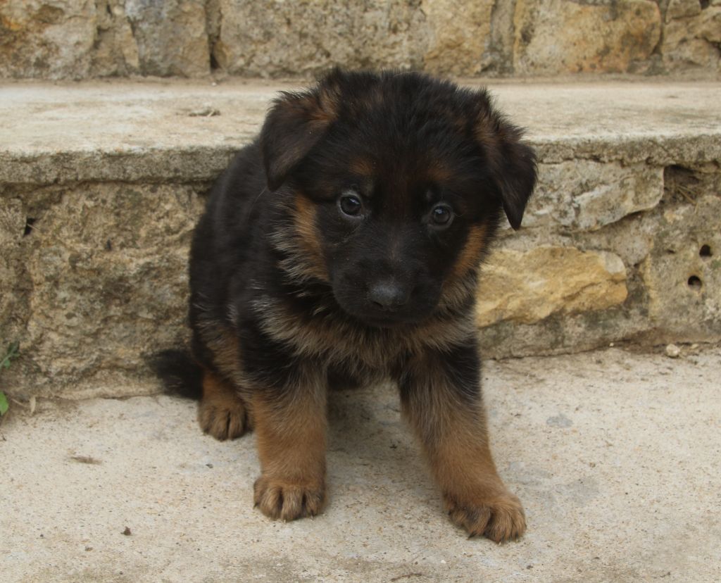 du Domaine de la Phoenix Doree - Chiots disponibles - Berger Allemand
