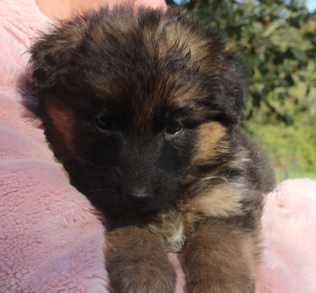 du Domaine de la Phoenix Doree - Chiots disponibles - Berger Allemand