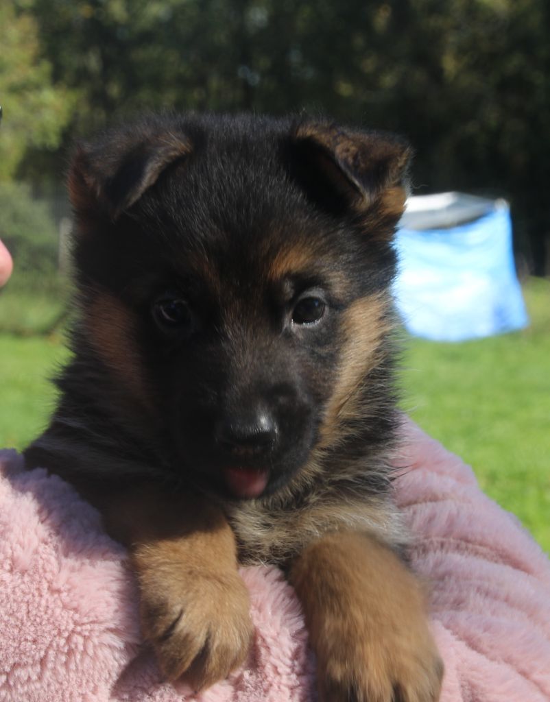 du Domaine de la Phoenix Doree - Chiots disponibles - Berger Allemand