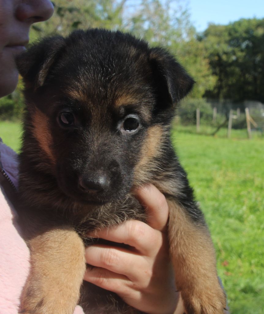 du Domaine de la Phoenix Doree - Chiots disponibles - Berger Allemand