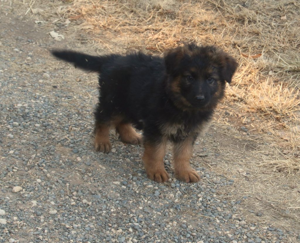 du Domaine de la Phoenix Doree - Chiots disponibles - Berger Allemand