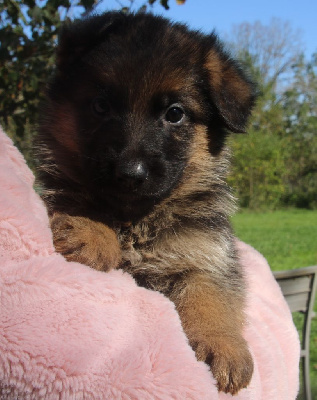 CHIOT 1