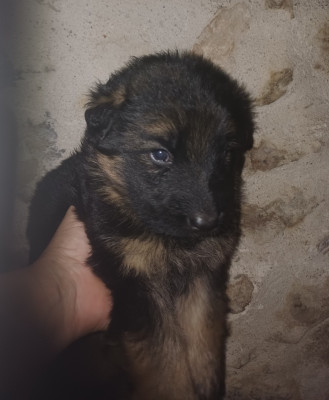 Chiot N°4